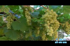 TV Content Image